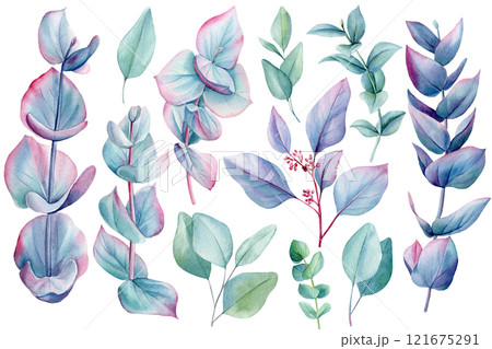 Watercolor eucalyptus leaves and branches isolated background botanical painting for natural and floral design project 121675291