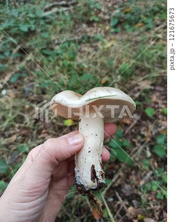 Parasol mushroom Macrolepiota procera in the grass in autumn closeup Parasol mushroom Macrolepiota procera in the grass in autumn closeup 121675673