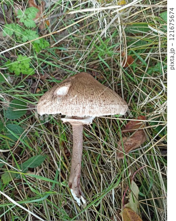 Parasol mushroom Macrolepiota procera in the grass in autumn closeup 121675674