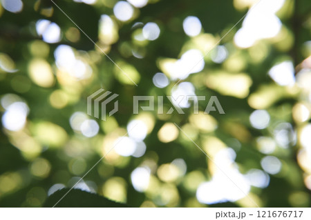 The blurred green of the leaves of trees in the sunlight and glare. Green blur nature background.Landscape of trees park 121676717