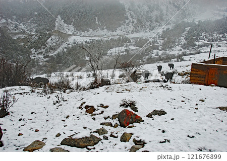 中国 雲南省 徳欽 雪の白茫雪山峠 ヤク 中国 雲南省 徳欽 雪の白茫雪山峠 ヤク 121676899