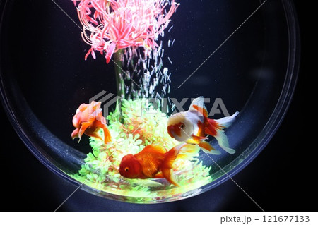 《2024年秋の金魚ショー》金魚、ライト、紅葉の絶妙の組み合わせ 121677133