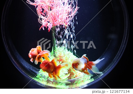 《2024年秋の金魚ショー》金魚、ライト、紅葉の絶妙の組み合わせ 《2024年秋の金魚ショー》金魚、ライト、紅葉の絶妙の組み合わせ 121677134