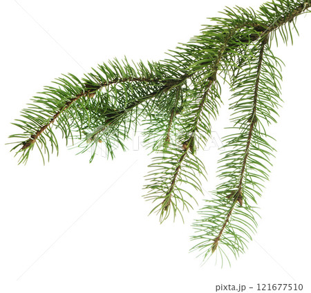 Fir tree branch. Green spruce branch as natural evergreen decoration element for banner. Isolated. Forest 121677510