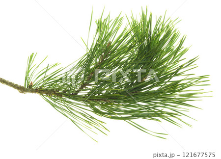 Fresh green pine branch with cones isolated on white background. Nature details. Beauty in nature. Pine cones.Copy space Fresh green pine branch with cones isolated on white background. Nature details. Beauty in nature. Pine cones.Copy space 121677575