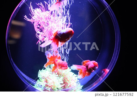《2024年秋の金魚ショー》金魚、ライト、紅葉の絶妙の組み合わせ 121677592