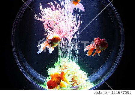 《2024年秋の金魚ショー》金魚、ライト、紅葉の絶妙の組み合わせ 121677593