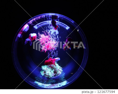 《2024年秋の金魚ショー》金魚、ライト、紅葉の絶妙の組み合わせ 《2024年秋の金魚ショー》金魚、ライト、紅葉の絶妙の組み合わせ 121677594