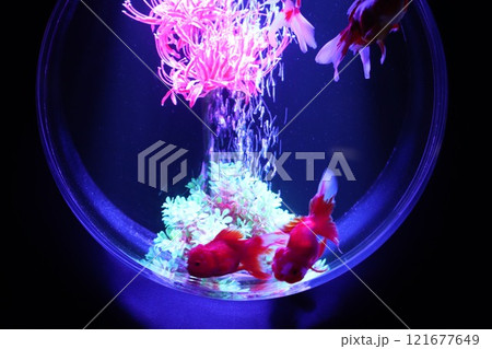 《2024年秋の金魚ショー》金魚、ライト、紅葉の絶妙の組み合わせ 《2024年秋の金魚ショー》金魚、ライト、紅葉の絶妙の組み合わせ 121677649