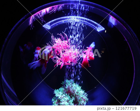 《2024年秋の金魚ショー》金魚、ライト、紅葉の絶妙の組み合わせ 121677719