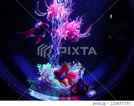 《2024年秋の金魚ショー》金魚、ライト、紅葉の絶妙の組み合わせ 《2024年秋の金魚ショー》金魚、ライト、紅葉の絶妙の組み合わせ 121677735