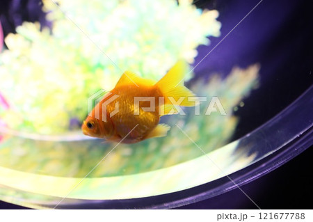 《2024年秋の金魚ショー》金魚、ライト、紅葉の絶妙の組み合わせ 《2024年秋の金魚ショー》金魚、ライト、紅葉の絶妙の組み合わせ 121677788