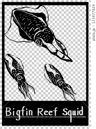 Includes a cutout illustration of two bigfin reef squids swimming together in the ocean. 121677824
