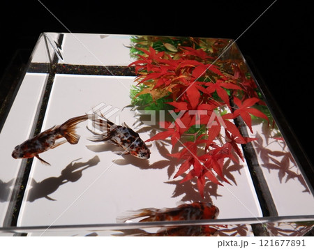 《2024年秋の金魚ショー》金魚、ライト、紅葉の絶妙の組み合わせ 121677891
