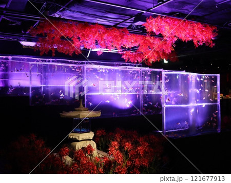 《2024年秋の金魚ショー》金魚、ライト、紅葉の絶妙の組み合わせ 121677913
