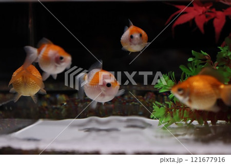 《2024年秋の金魚ショー》金魚、ライト、紅葉の絶妙の組み合わせ 121677916