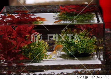 《2024年秋の金魚ショー》金魚、ライト、紅葉の絶妙の組み合わせ 121677930