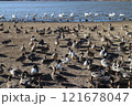 宮城県栗原市　内沼の野鳥 121678047