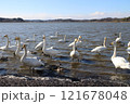 宮城県栗原市　内沼の野鳥 121678048