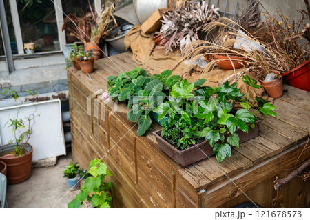 Gardener room in greenhouse with wooden table with pots of plants and flowers ready for planting Gardener room in greenhouse with wooden table with pots of plants and flowers ready for planting 121678573