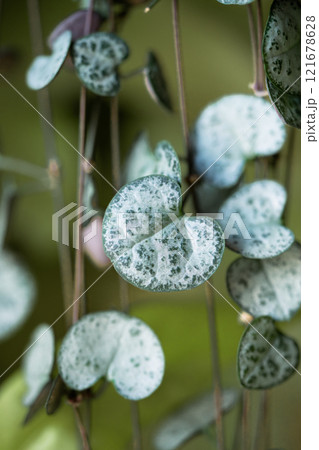 Ceropegia Woodii houseplant with long heart shaped leaves in closeup 121678628