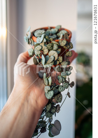 Person holding climbing Ceropegia Woodii houseplant with heart shaped leaves in clay pot closeup Person holding climbing Ceropegia Woodii houseplant with heart shaped leaves in clay pot closeup 121678631