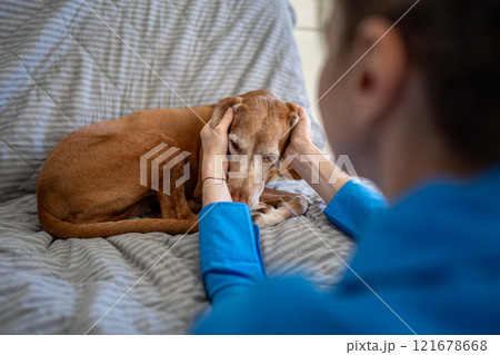 Dedicated female owner soothes and scratches sad Vizsla dog resting on sofa, gently massages ears Dedicated female owner soothes and scratches sad Vizsla dog resting on sofa, gently massages ears 121678668