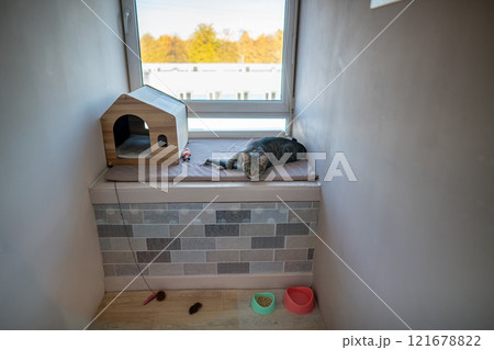 Cat lounges on pouf by window in pet hotel room, surrounded by toys and water bowls. Feline care Cat lounges on pouf by window in pet hotel room, surrounded by toys and water bowls. Feline care 121678822