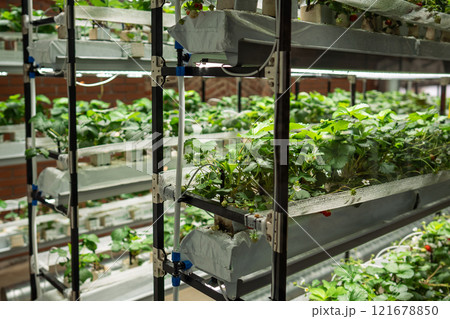 Strawberry cultivation in greenhouse. Mini-farm for growing Fragaria indoors in artificial substrate Strawberry cultivation in greenhouse. Mini-farm for growing Fragaria indoors in artificial substrate 121678850