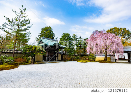 京都府高台寺 満開のしだれ桜 京都府高台寺 満開のしだれ桜 121679112