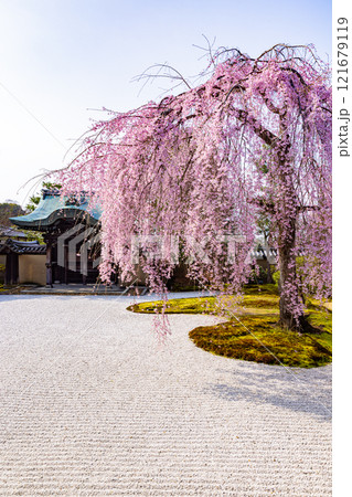 京都府高台寺　満開のしだれ桜　　 121679119