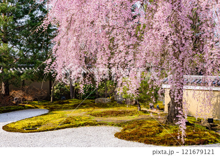 京都府高台寺 満開のしだれ桜 京都府高台寺 満開のしだれ桜 121679121