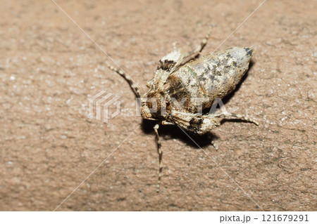 ナミスジフユナミシャク(メス・成虫) ナミスジフユナミシャク(メス・成虫) 121679291