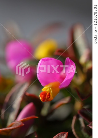 ポリガラの花 121679501