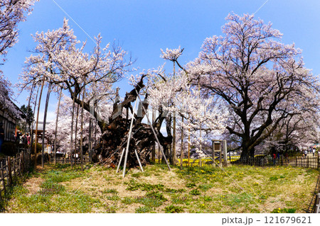 青空と山高神代桜 121679621