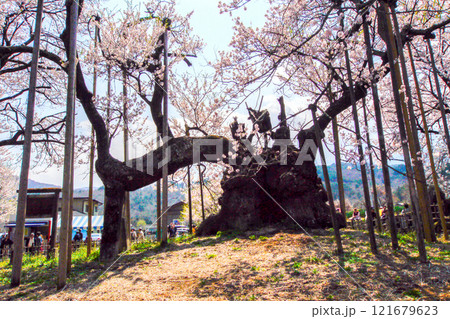 山高神代桜4 121679623