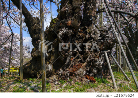 山高神代桜の幹 山高神代桜の幹 121679624