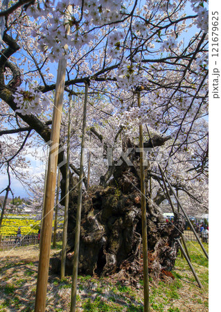 山高神代桜(縦) 山高神代桜(縦) 121679625