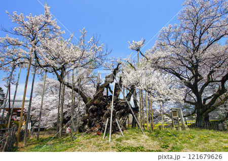 山高神代桜3 121679626