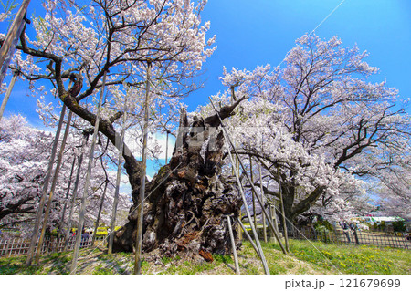 春空と山高神代桜 121679699