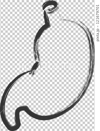 Medical-related brush-drawn single illustration: Stomach 121679701