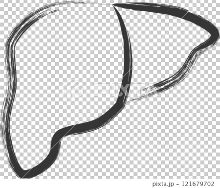 Medical-related brush-drawn single illustration: Liver 121679702