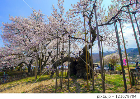 山高神代桜7 山高神代桜7 121679704