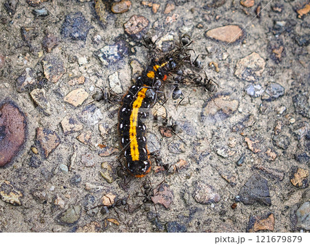 ドクガの毛虫に群がるたくさんのアリ ドクガの毛虫に群がるたくさんのアリ 121679879