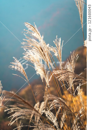 秋の山に揺れるススキ 121680043