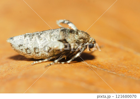 ナミスジフユナミシャク(メス・成虫) ナミスジフユナミシャク(メス・成虫) 121680070