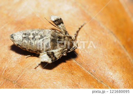 ナミスジフユナミシャク(メス・成虫) ナミスジフユナミシャク(メス・成虫) 121680095