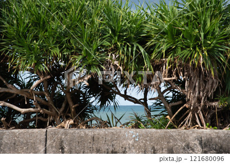 南国のアダンの木の向こうに水平線が見える 121680096