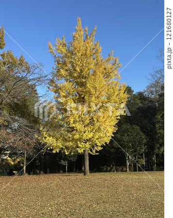 青空を背景にして、黄葉したイチョウの樹の並木の梢を撮影しました 青空を背景にして、黄葉したイチョウの樹の並木の梢を撮影しました 121680127