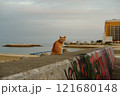 早朝、沖縄の海際に座るオレンジ色の猫 121680148